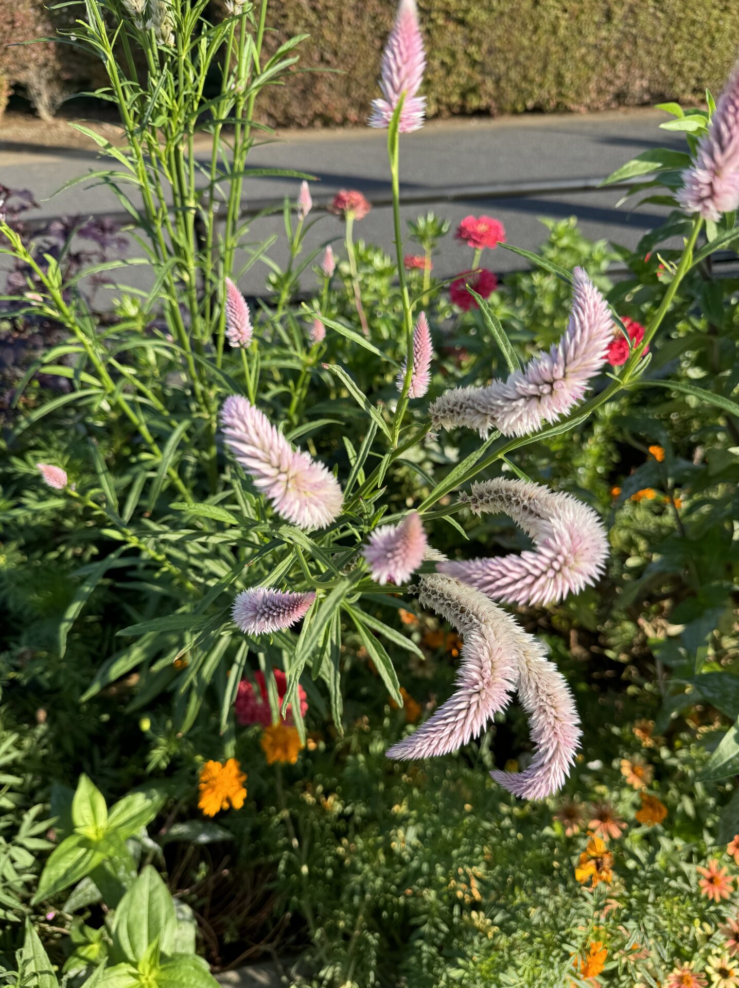 公園に生えてた名前が分からない植物