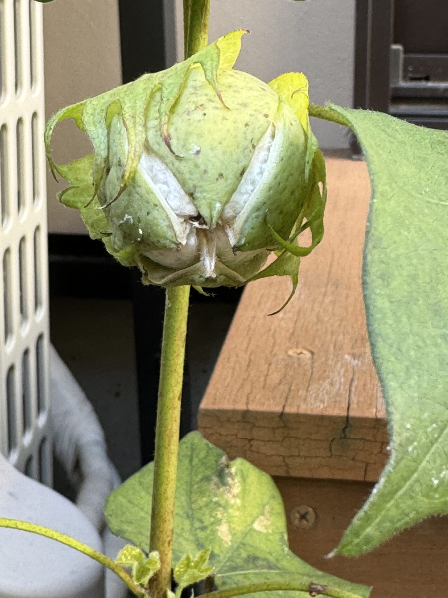 開きかけた綿花