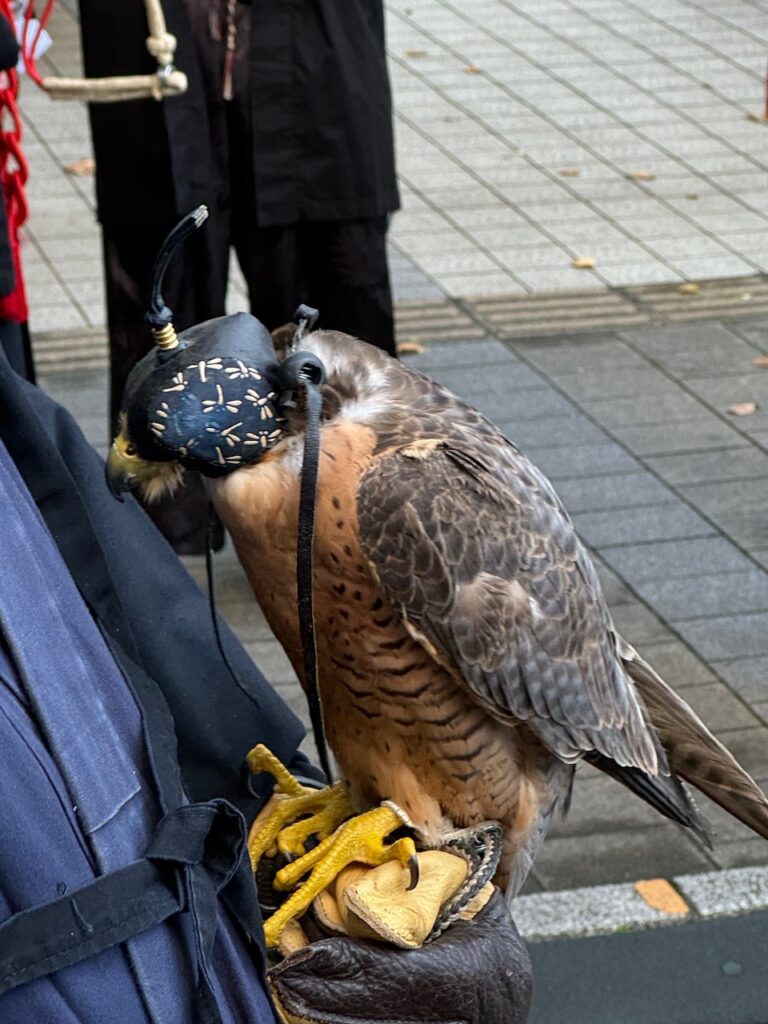 鷹狩り行列にきていたハヤブサ